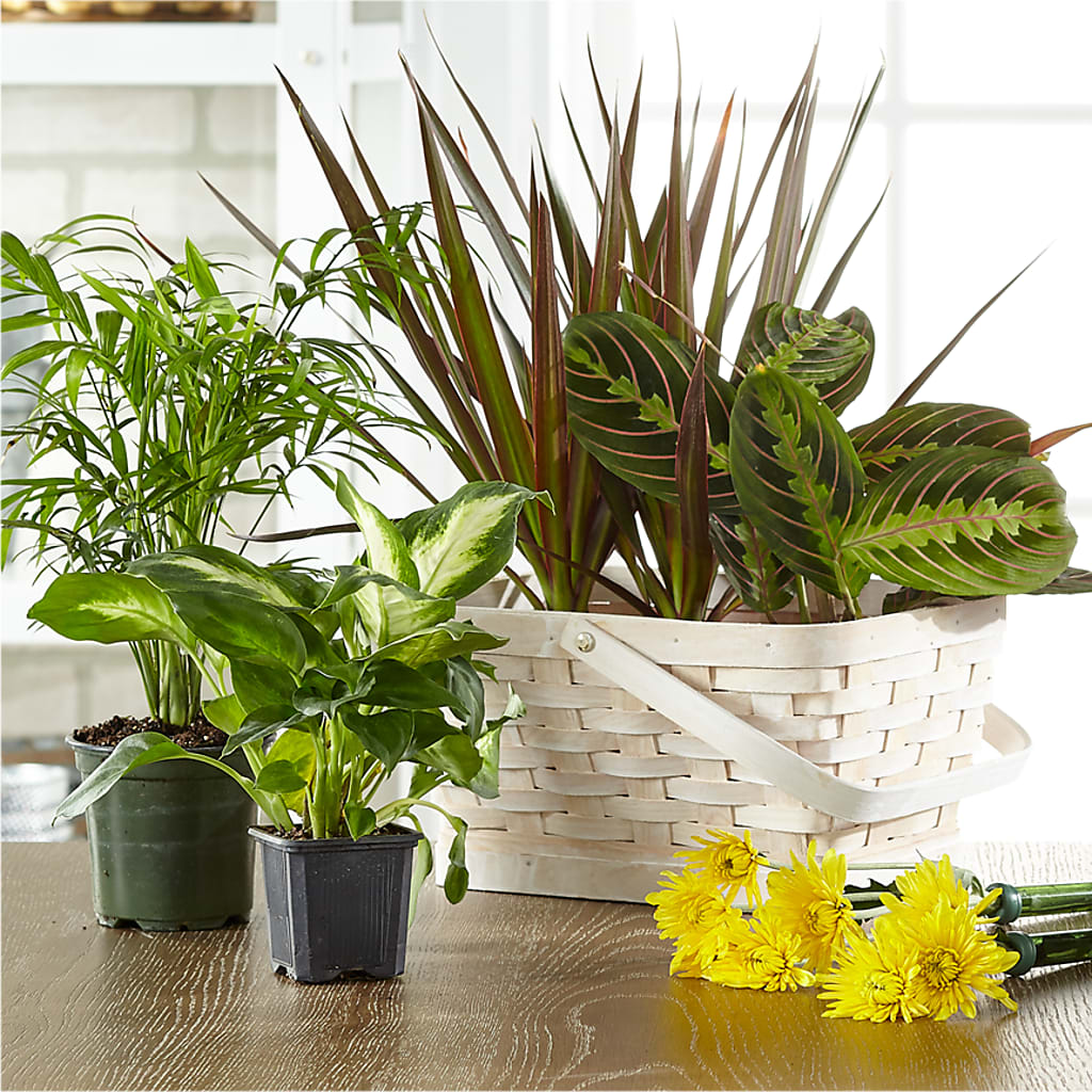 Florist Designed Blooming and Green Plants in a Basket – Calumet Florist, Calumet City IL
