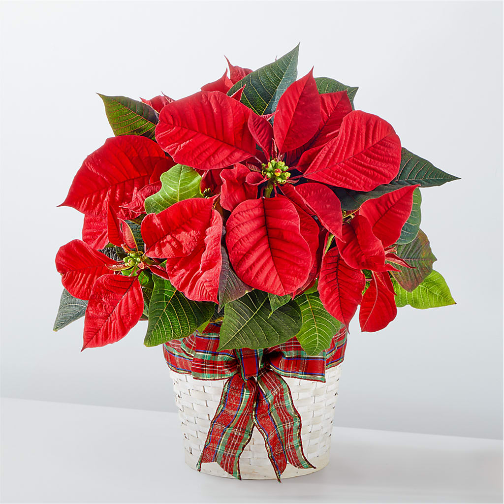 Happiest Holidays Poinsettia – Calumet Florist, Calumet City IL
