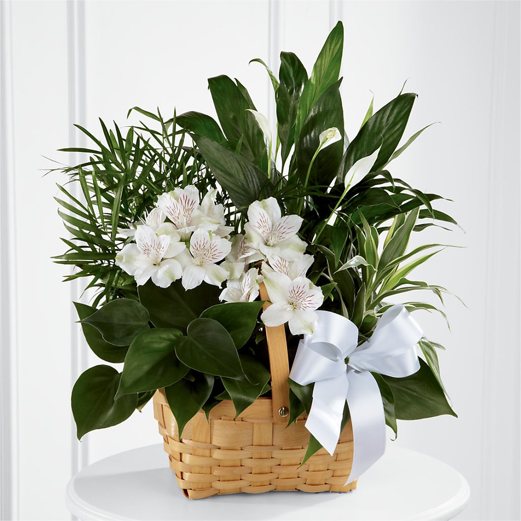 Peace & Serenity Dishgarden – Calumet Florist, Calumet City IL