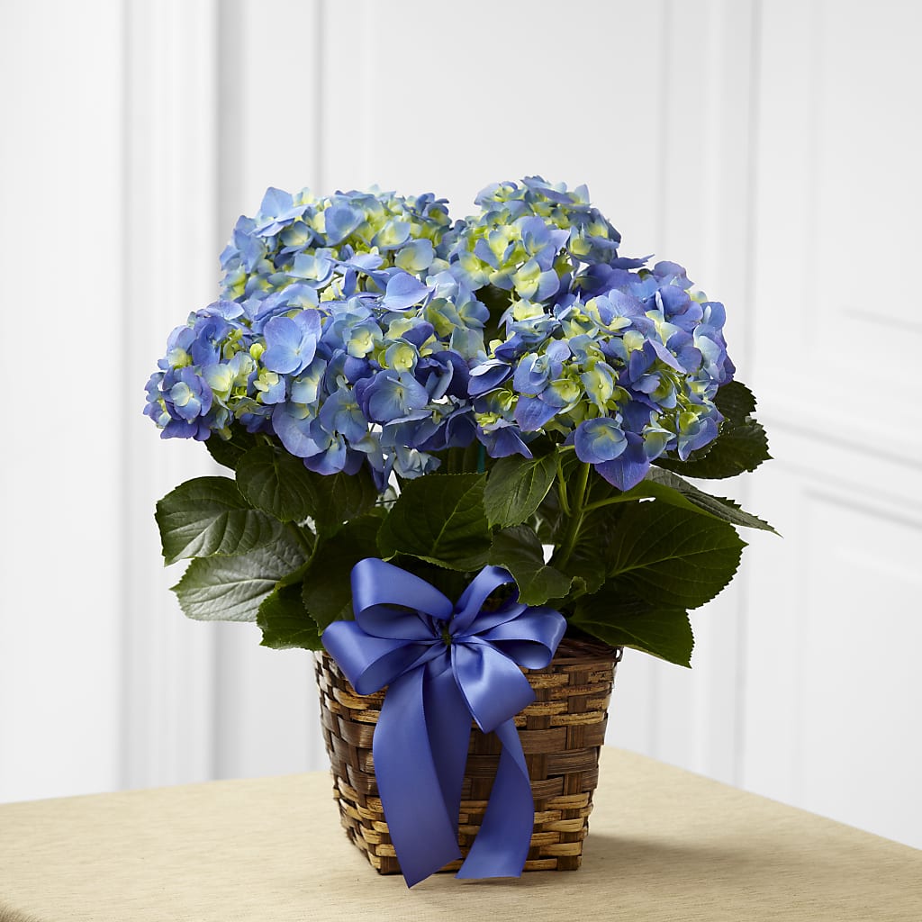 Blue Hydrangea Planter – Calumet Florist, Calumet City IL