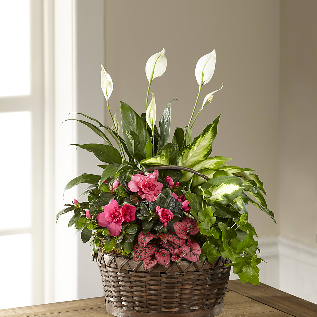Dream in Pink Dishgarden – Calumet Florist, Calumet City IL