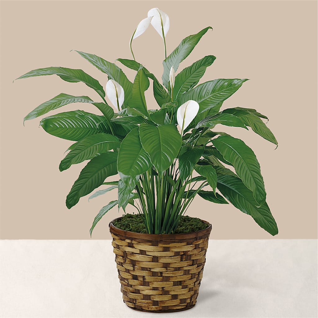Tranquil Moments Peace Lily Plant – Calumet Florist, Calumet City IL