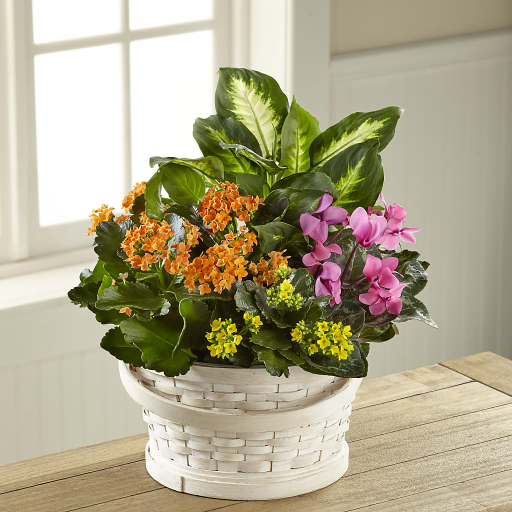 Color Crush Dishgarden – Calumet Florist, Calumet City IL