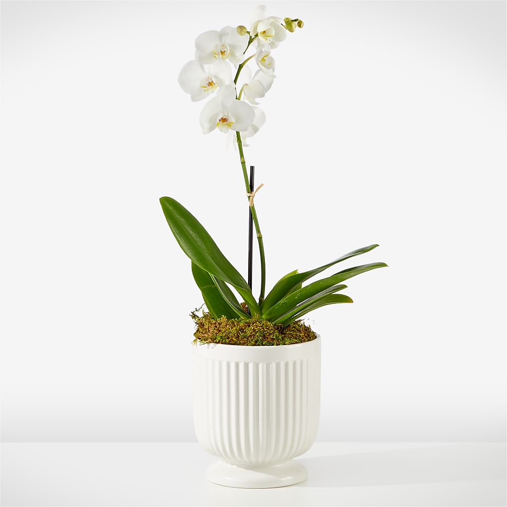 Whispering White Orchid – Calumet Florist, Calumet City IL