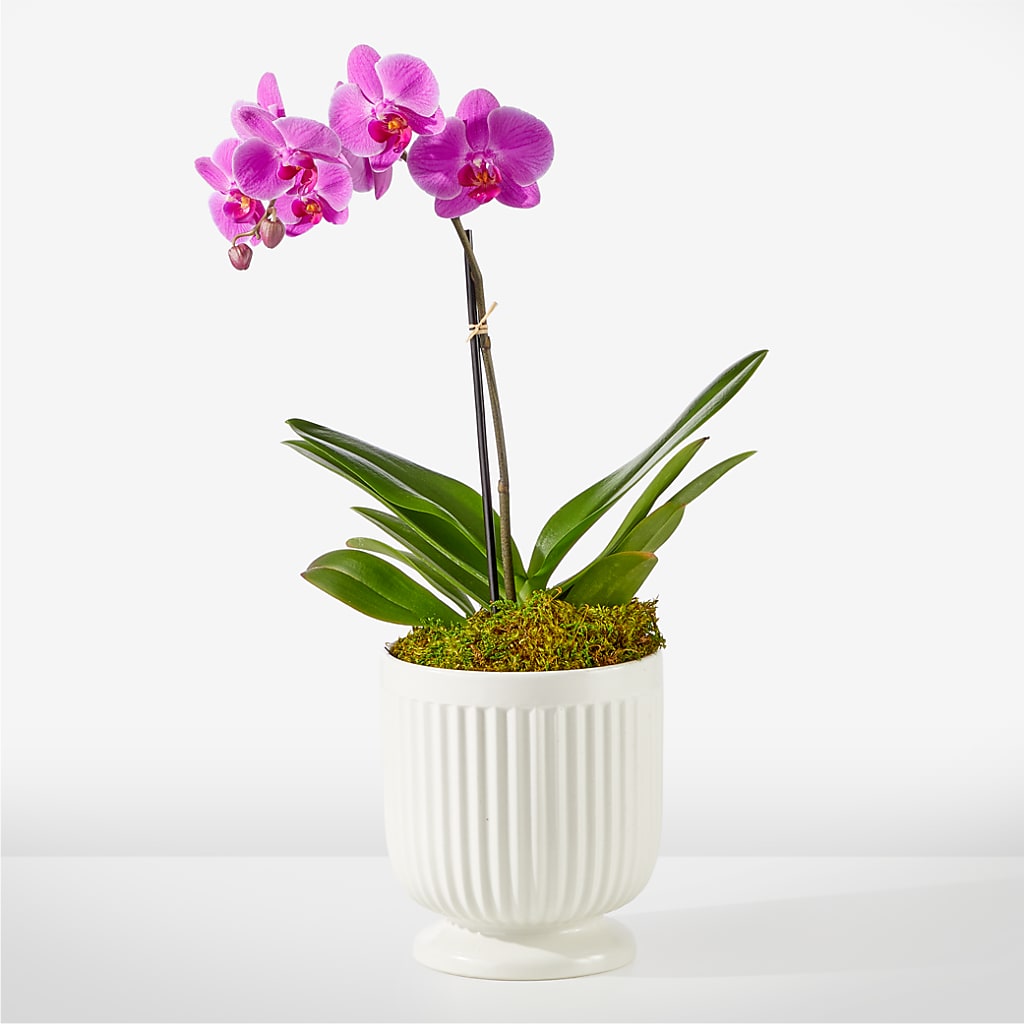 Friendly Fuchsia Orchid – Calumet Florist, Calumet City IL