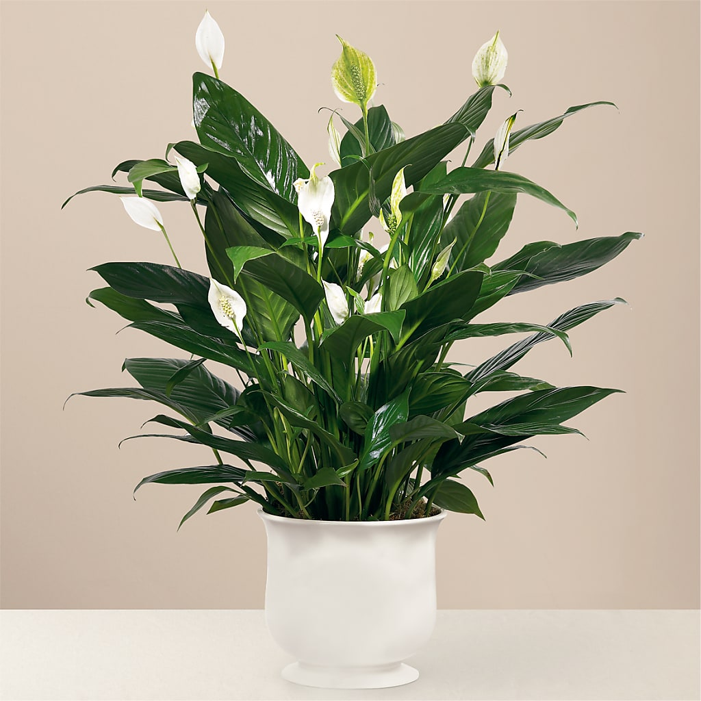 Comfort Planter – Calumet Florist, Calumet City IL