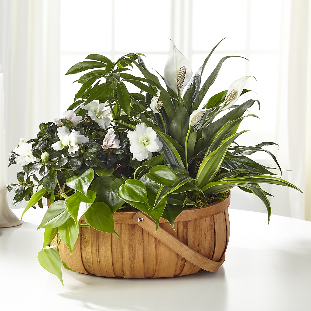 Serene Dishgarden – Calumet Florist, Calumet City IL