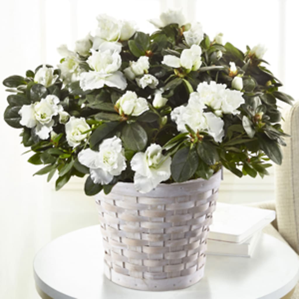 White Azalea Plant – Calumet Florist, Calumet City IL