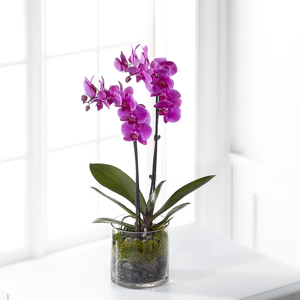 Pink Orchid Plant – Calumet Florist, Calumet City IL