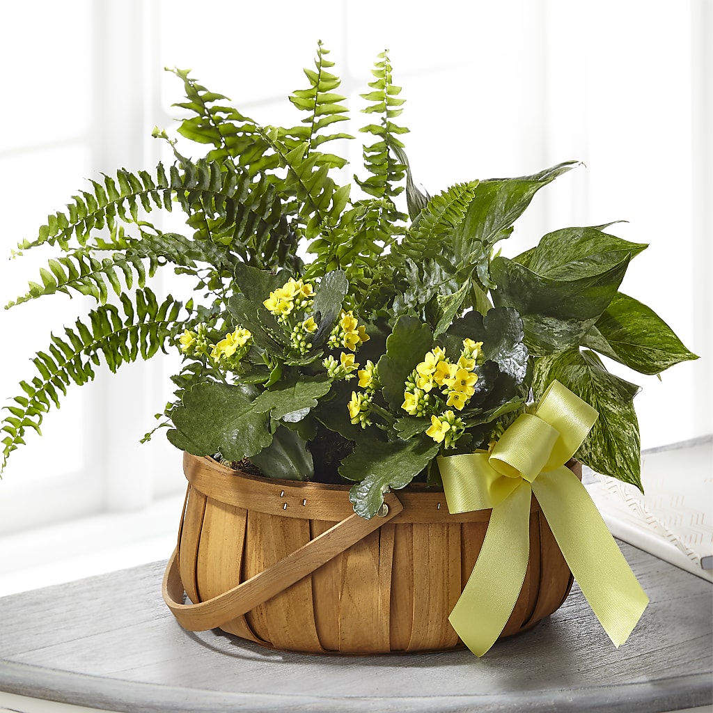 Always Dear Dishgarden – Calumet Florist, Calumet City IL