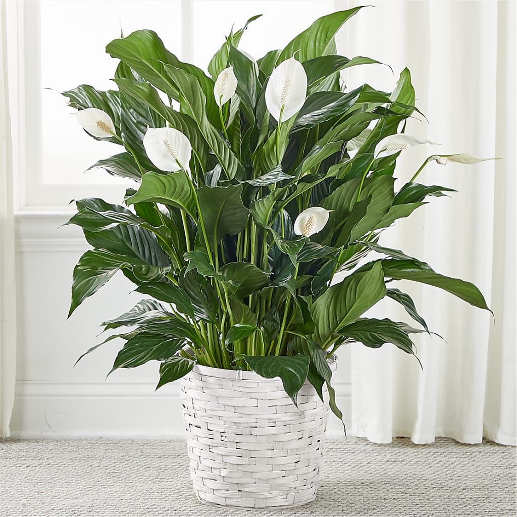 A New Leaf Peace Lily – Calumet Florist, Calumet City IL