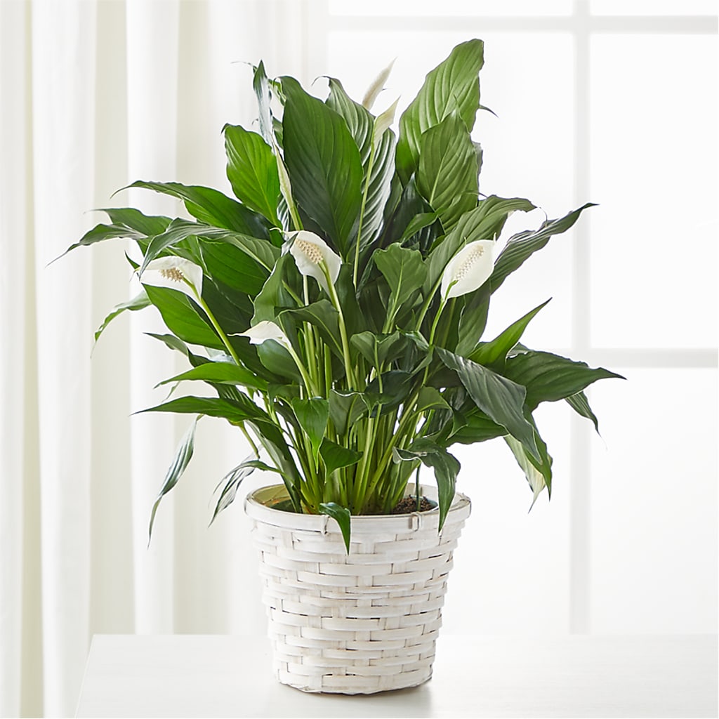 A New Leaf Peace Lily – Calumet Florist, Calumet City IL