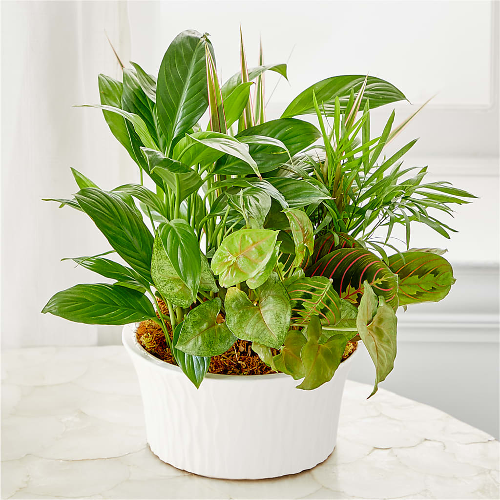 Balance & Harmony Dishgarden – Calumet Florist, Calumet City IL