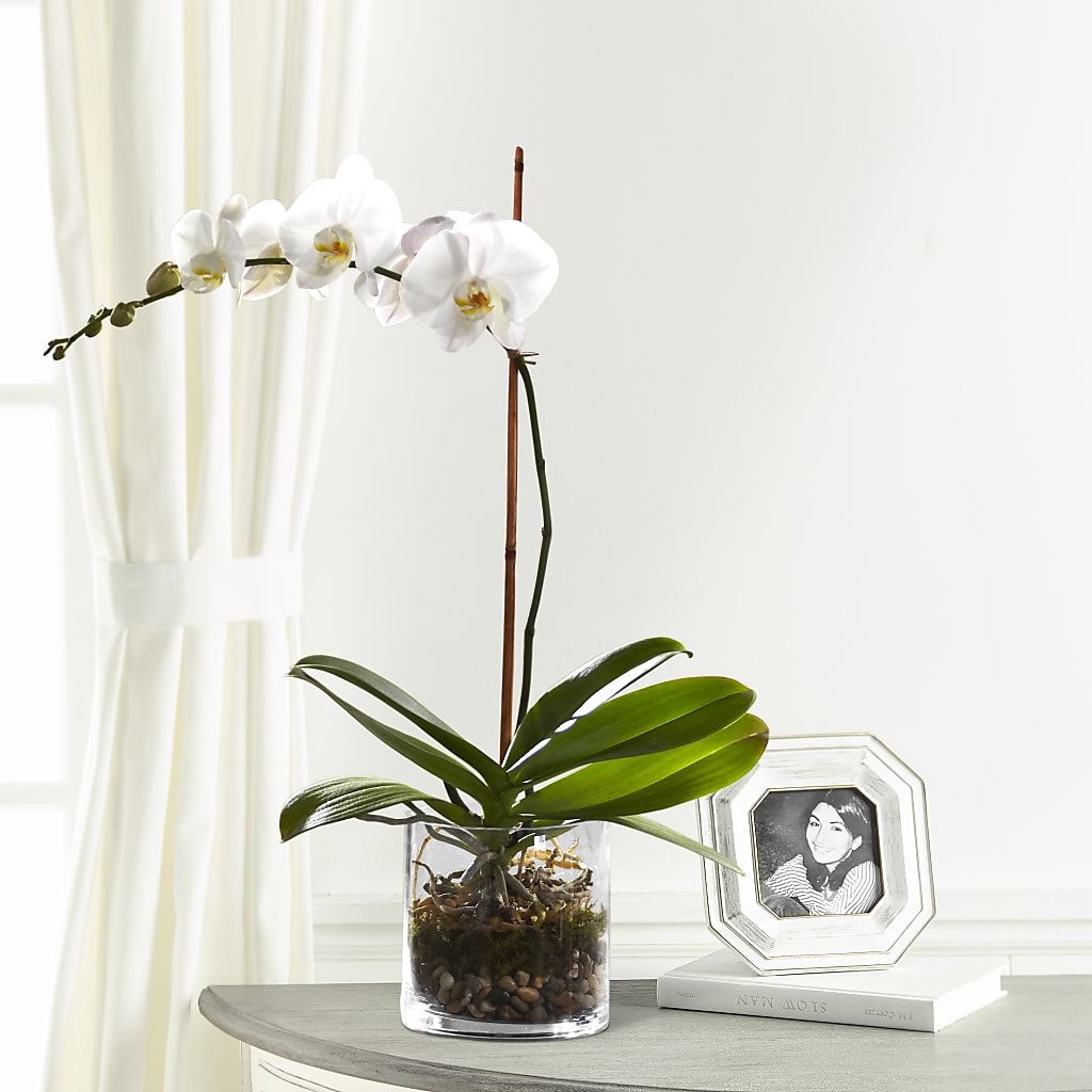 White Orchid Planter – Calumet Florist, Calumet City IL
