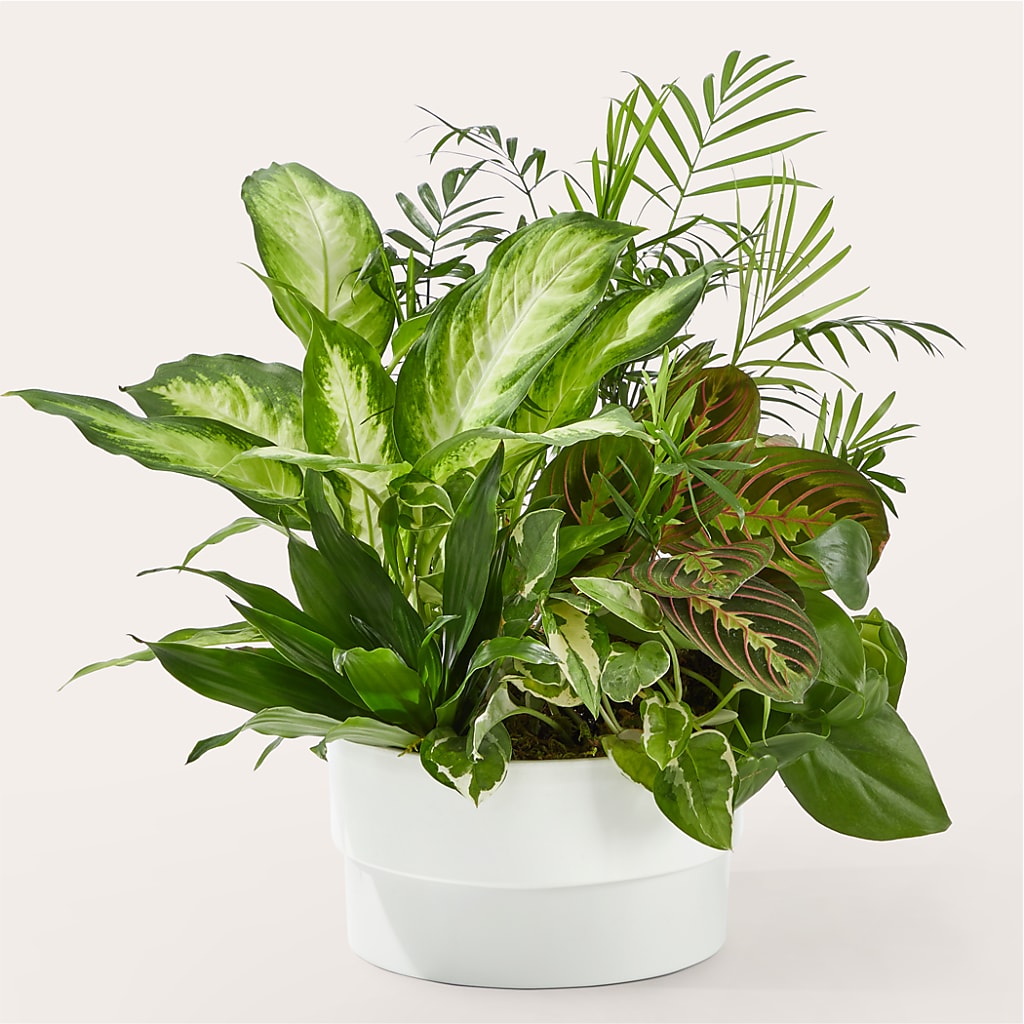 Radiating Positivity Dishgarden – Calumet Florist, Calumet City IL