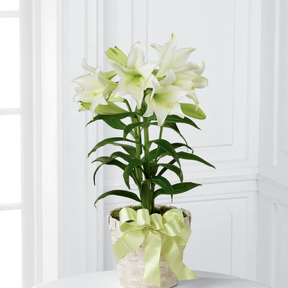 Easter Lily Plant –  Calumet Florist, Calumet City IL