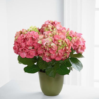 Pink Hydrangea Planter –  Calumet Florist, Calumet City IL