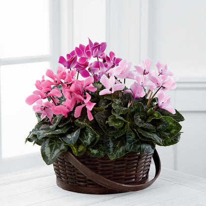 Mixed Cyclamen Planter –  Calumet Florist, Calumet City IL