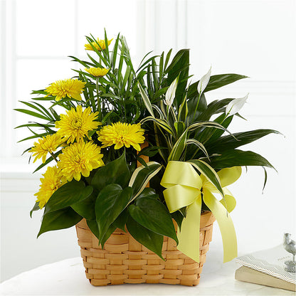 Loving Light Dishgarden –  Calumet Florist, Calumet City IL