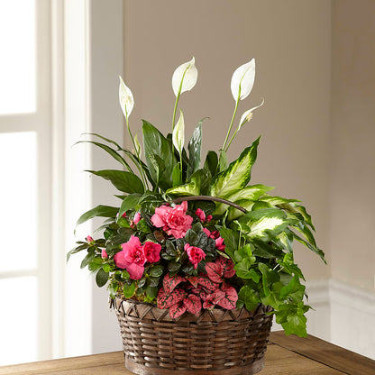 Dream in Pink Dishgarden –  Calumet Florist, Calumet City IL