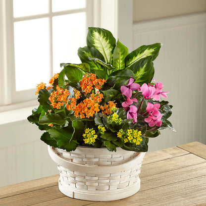 Color Crush Dishgarden –  Calumet Florist, Calumet City IL