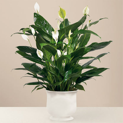 Comfort Planter –  Calumet Florist, Calumet City IL