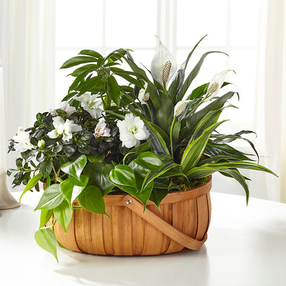 Serene Dishgarden –  Calumet Florist, Calumet City IL