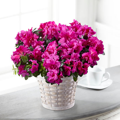 Hope & Serenity Azalea Plant –  Calumet Florist, Calumet City IL