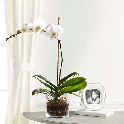 White Orchid Planter –  Calumet Florist, Calumet City IL